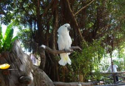 format amazonia 5ceda02850517