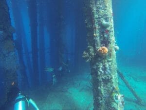 format duikeninbeeld 5d2ce99fcb9a2