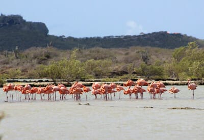 format flamingos 5dfba4c2dd2dc