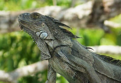 format iguana 5dfba22708e36