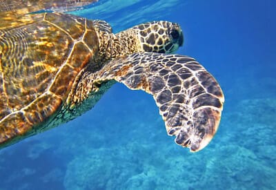 format sea turtle 5dfba6ee82c01