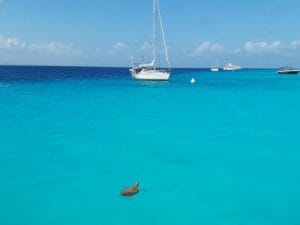 format selma hoving 1 5d2cd41b3fd2d