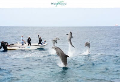 format top 10 tours dolphin academy 5cdee73da56a2