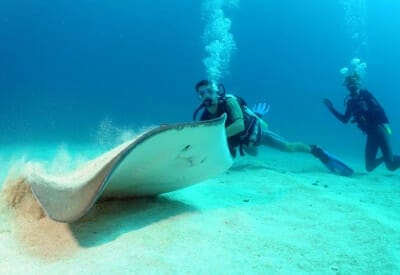 format underwater st maarten dive adventures 5d23aa89e9a32