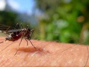 format zika virus 5d16257e99baa