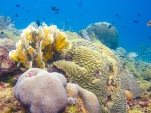 Affordable Curacao Vacation
