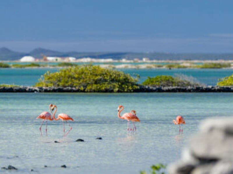 <span style="font-weight: 300">Lac Cai lagune (Bonaire)</span>