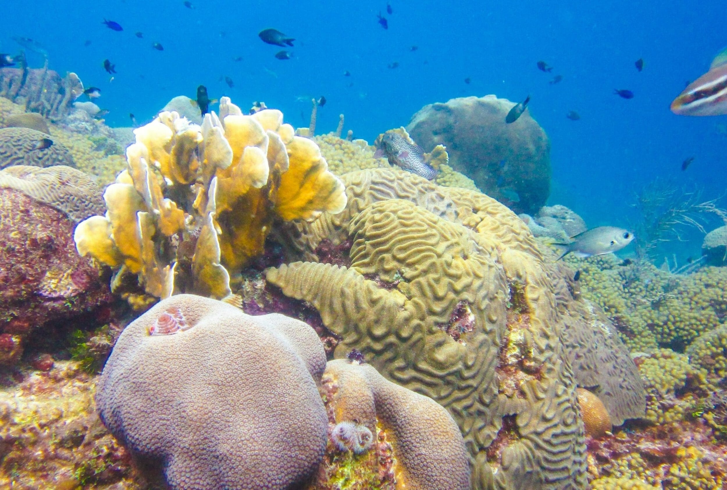 Avila Beach Hotel reef cropped scaled