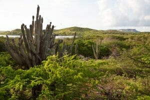 Cacti and ‘Kadushi 3