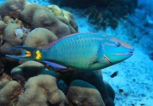 Angelfish