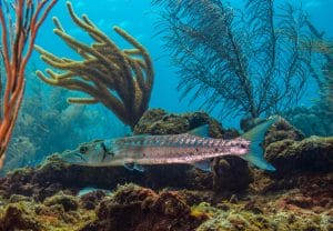 Barracuda