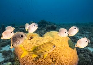 Brain Coral Brain Coral