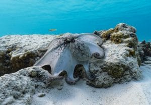 Octopuses