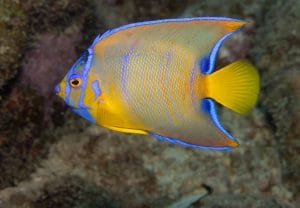 Parrotfish
