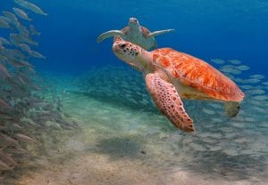 Sea Turtles Sea Turtles