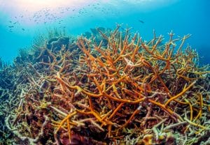 Staghorn Coral Staghorn Coral