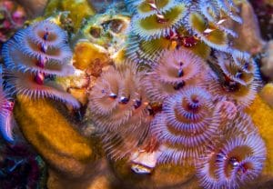Why Curaçao is a Top Dest. 2 Why Curacao is a Top Dest. 2