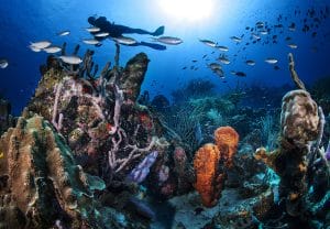 Why Curaçao is a Top Dest. 3 Why Curacao is a Top Dest. 3