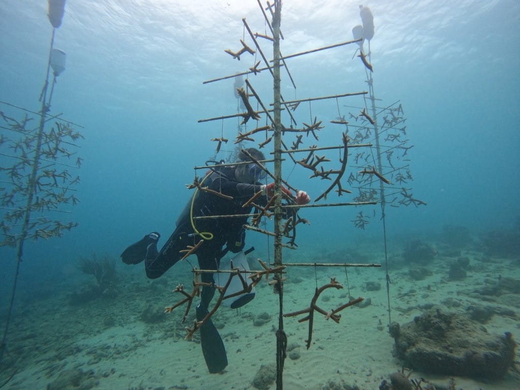 Von der Korallenaufzucht zum Korallenriff, Züchtung von Korallenfragmenten auf Curaçao.