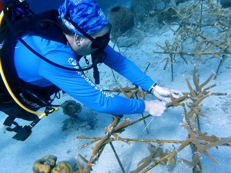 From Coral Nursery to Coral Reef