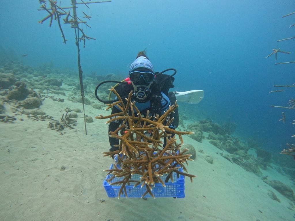 Monitoring and Maintenance the Coral Nursery Do berçário de corais ao recife de corais, fragmentos de corais em crescimento em Curaçao